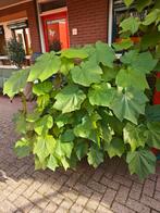 kamerlinde, in de winter binen, Tuin en Terras, Planten | Bomen, Ophalen of Verzenden, Volle zon, Overige soorten