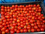 Verse Midi Tomaten - Perfect voor Inmaken!, Ophalen of Verzenden