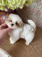 Exclusive Maltipoo 1.5 kilo pups (Maltezer/Azian Toy Poedel), Dieren en Toebehoren, Honden | Chihuahua's en Gezelschapshonden