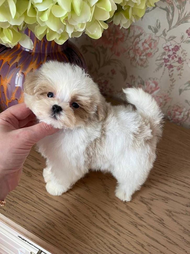 Exclusive Maltipoo 1.5 kilo pups (Maltezer/Azian Toy Poedel), Dieren en Toebehoren, Honden | Chihuahua's en Gezelschapshonden