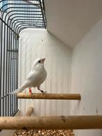 Recessief witte kanarie 2025, Dieren en Toebehoren, Vogels | Kanaries, Mannelijk, Kleurkanarie