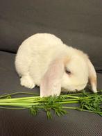 Mini Lop konijn / NHD voedster blauwe oogjes, Dieren en Toebehoren, Konijnen, Vrouwelijk, Dwerg