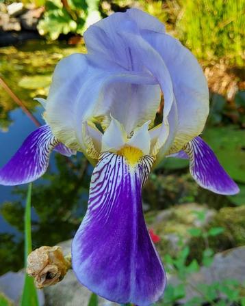 IRIS, blauw. Prachtig  beschikbaar voor biedingen
