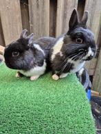 2 supermooie en lieve rammetjes., Mannelijk, Dwerg, 0 tot 2 jaar