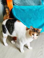 Lieve leuke poes, 1,5 jr, gesterilis/chip/ingeent/getest, Poes, Kortharig, 0 tot 2 jaar