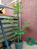 Walnotenboom, Ophalen, Volle zon, Overige soorten, 100 tot 250 cm
