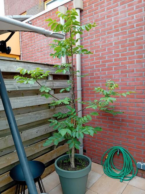 Walnotenboom, Tuin en Terras, Planten | Bomen, Overige soorten, 100 tot 250 cm, Volle zon, Ophalen