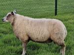 Jonge dekrammen Rouge x Texelaar, Mannelijk, Schaap