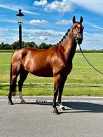 4 jarige bereden kwpn dressuur merrie, Merrie, Gechipt, Dressuurpaard, Zadelmak
