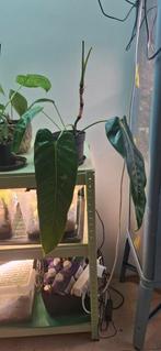 Philodendron esmeraldense, Ophalen of Verzenden, Halfschaduw, Minder dan 100 cm