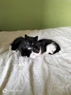 2 lieve kittens mannetje rechts en vrouwelijke links., Huis en Inrichting, Stoffering | Behang, Ophalen of Verzenden