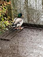 Mannetjes eend., Dieren en Toebehoren, Pluimvee, Mannelijk, Eend