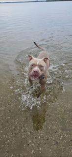 American Bully, Amerikaanse Bulldog, België, Particulier, Rabiës (hondsdolheid), Reu