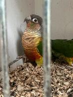 Pyrrhura 1jaar oud, Dieren en Toebehoren, Vogels | Parkieten en Papegaaien, Mannelijk, Parkiet, Tam