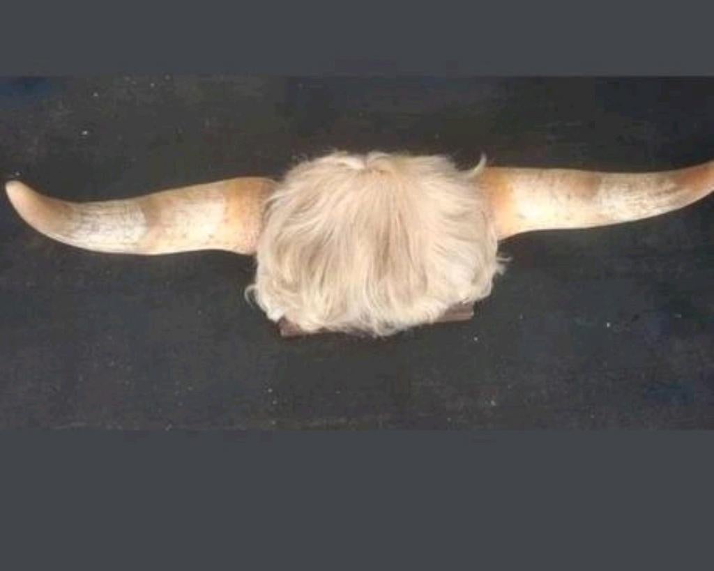 Stierhoorns taxidermie stier hoorn op schild, Ophalen of Verzenden, Zo goed als nieuw, Gewei of Kop