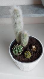 Cactussen, Huis en Inrichting, Ophalen, Halfschaduw, Minder dan 100 cm