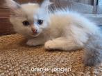 Raszuivere ragdoll kittens --> knappies, Meerdere dieren, Ontwormd, 0 tot 2 jaar
