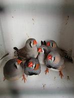 3 mooie koppeltjes zebravinken, Meerdere dieren, Tropenvogel