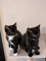 kruising kittens, Kater, Ontwormd, 0 tot 2 jaar