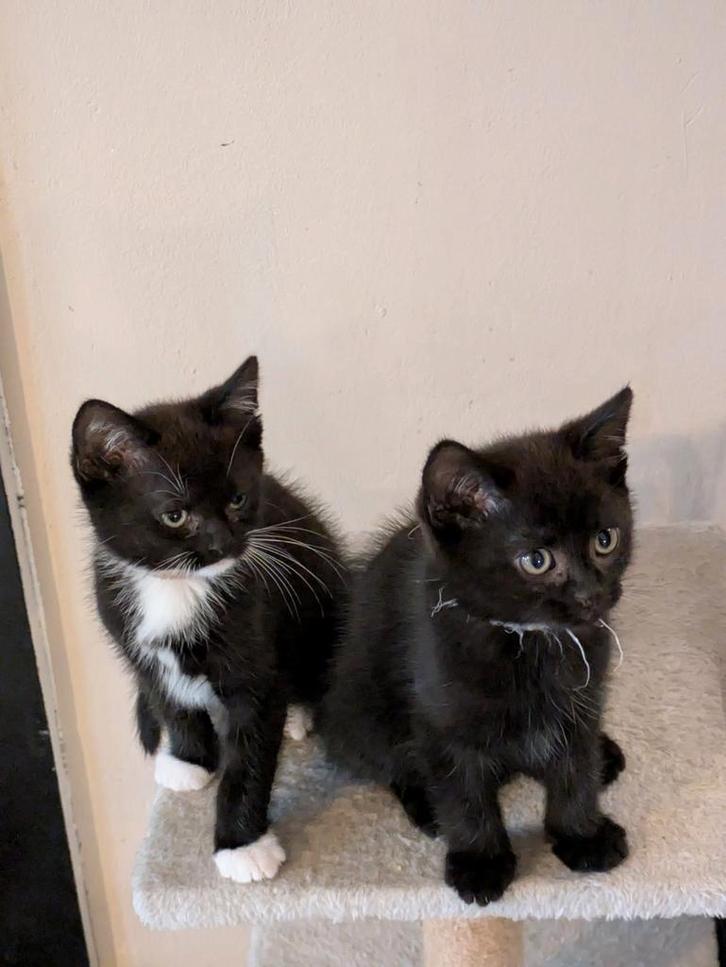 kruising kittens, Dieren en Toebehoren, Katten en Kittens | Raskatten | Korthaar, Kater, 0 tot 2 jaar, Ontwormd