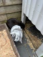 2 nhd konijnen voedster en Gecastreerde Ram, Dieren en Toebehoren, Konijnen, Meerdere dieren, Dwerg