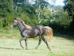Tölt liefhebbers . Rocky Mountain x Paso Peruano, Dieren en Toebehoren, Gechipt, Minder dan 160 cm, Niet van toepassing, 0 tot 2 jaar