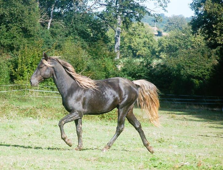 Tölt liefhebbers . Rocky Mountain x Paso Peruano, Dieren en Toebehoren, Paarden, Meerdere dieren, Niet van toepassing, Minder dan 160 cm
