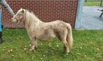 Silverdapple appaloosa merrie, Dieren en Toebehoren, Paarden en Pony's | Dekhengsten en Fokmerries, Merrie