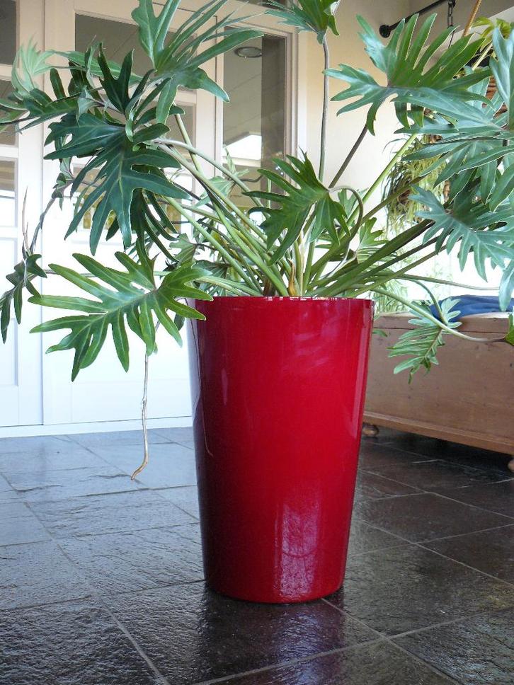 Grote plant in design pot, Tuin en Terras, Bloempotten, Zo goed als nieuw, Overige materialen, Binnen, 40 tot 70 cm, 40 cm of meer