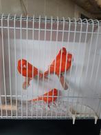 Mooie rode kanarie mannen, Dieren en Toebehoren, Vogels | Kanaries, Mannelijk, Kleurkanarie