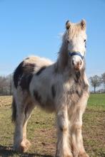 Lieve grote sabino tinker jaarling merrie  te koop, Onbeleerd, E pony (1.48m - 1.57m), Merrie, 0 tot 2 jaar
