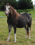 Zwart-sabino 3-jarige Welsh A merrie (hengstveulen=verkocht), Merrie, Recreatiepony, 0 tot 2 jaar