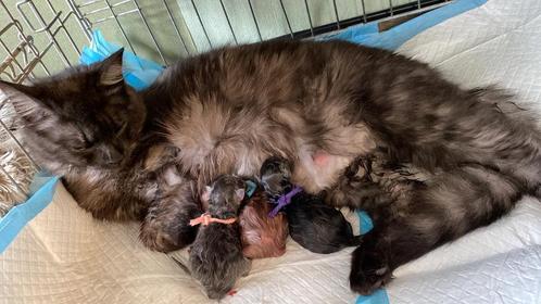 Maine Coon X Ragdoll kittens, Dieren en Toebehoren, Katten en Kittens | Raskatten | Langhaar, Meerdere dieren, 0 tot 2 jaar, Gechipt