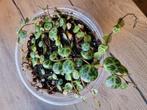 peperomia prostrata string of turtles, Ophalen
