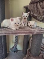 Britse korthaar kittens, Dieren en Toebehoren, Katten en Kittens | Raskatten | Korthaar, Meerdere dieren, Ontwormd, 0 tot 2 jaar
