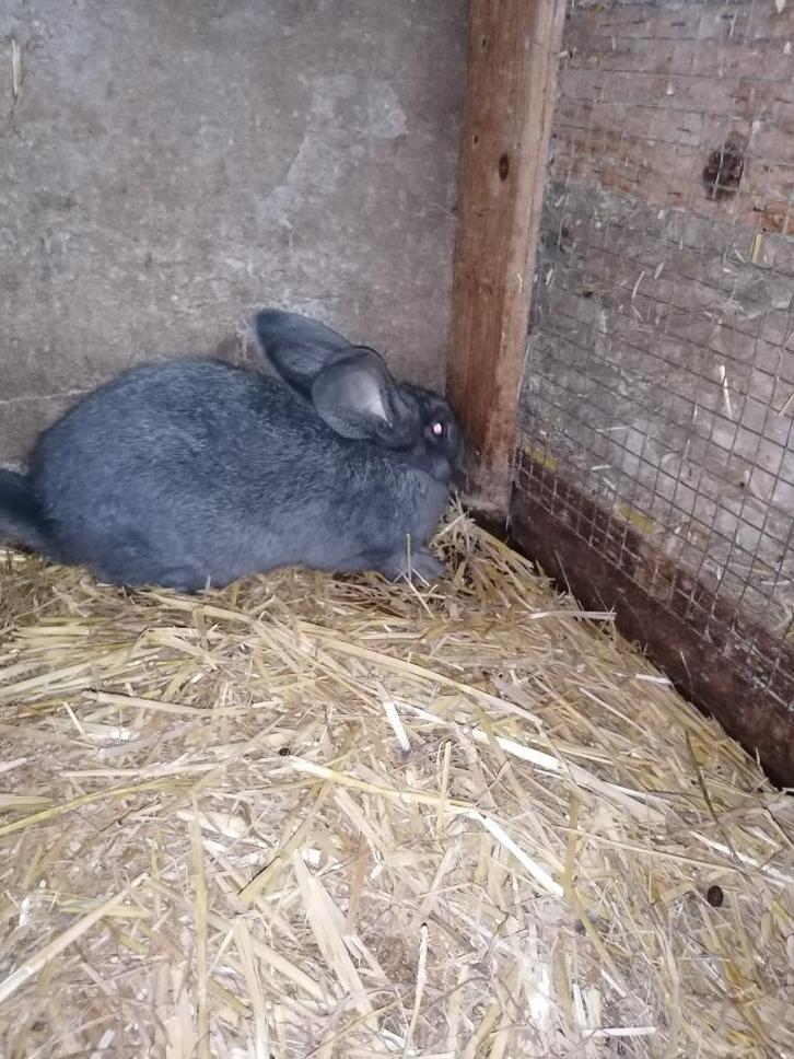 Toekomstige dekram, Dieren en Toebehoren, Konijnen, Groot, Mannelijk, 0 tot 2 jaar