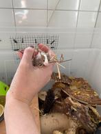 Drie kleurmuizen vrouwtjes (eventueel met verblijf), Dieren en Toebehoren, Augustus, Muis, Vrouwelijk, Tam