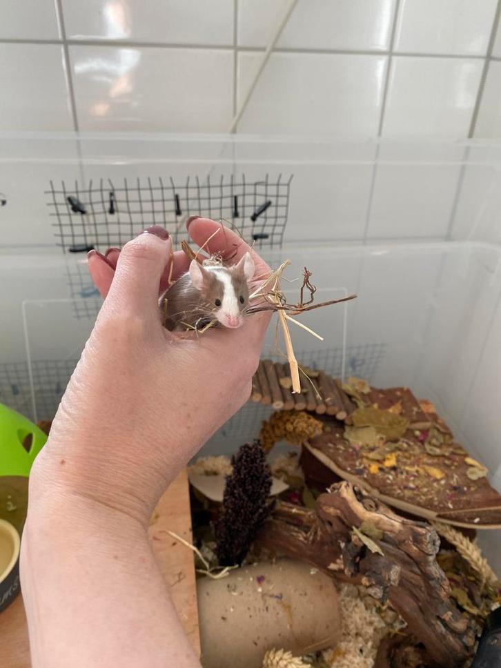 Drie kleurmuizen vrouwtjes (eventueel met verblijf), Dieren en Toebehoren, Knaagdieren, Vrouwelijk, Muis, Augustus, Tam