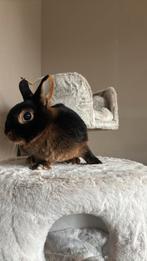 2 tame (koppel) konijntje, Vrouwelijk, Dwerg, 3 tot 5 jaar