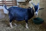 Dwerggeit bok blauwschimmel met tan CAE en CL-vrij, Dieren en Toebehoren, Schapen, Geiten en Varkens, Mannelijk, Geit, 0 tot 2 jaar