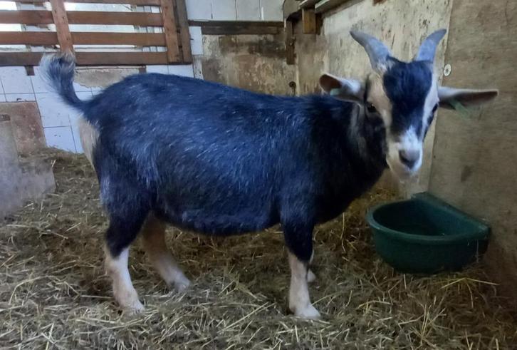 Dwerggeit bok blauwschimmel met tan CAE en CL-vrij, Dieren en Toebehoren, Schapen, Geiten en Varkens, Geit, Mannelijk, 0 tot 2 jaar