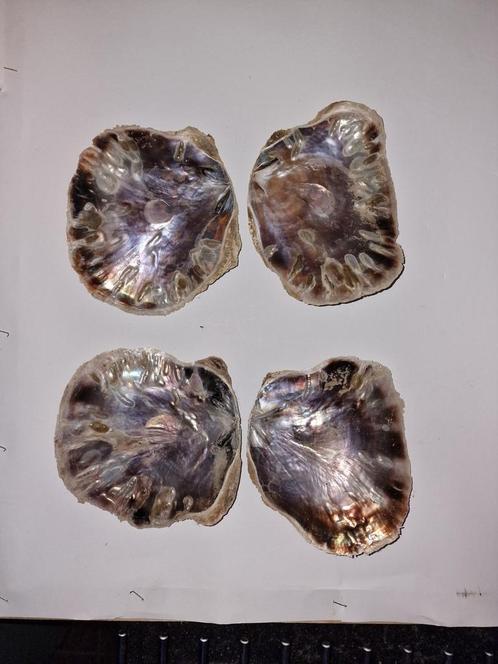 mooie grote Placuna schelpen dubbel, Verzamelen, Mineralen en Fossielen, Schelp(en), Ophalen of Verzenden