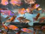Malawi Aulonocara rubin red, Vis