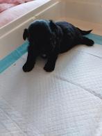 Uit prachtige raszuivere shih tzu ouders  2 zwarte reutjes., Dieren en Toebehoren, Honden | Chihuahua's en Gezelschapshonden, Parvo