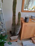 Pachycereus  pringli, 100 tot 150 cm, Ophalen of Verzenden, In pot, Cactus