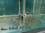 Heros Rotkeil Cichliden, Dieren en Toebehoren, Vissen | Aquariumvissen, Vis, Zoetwatervis