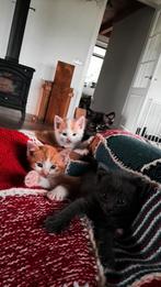 Superlieve, aanhankelijke Europese korthaar kittens, Dieren en Toebehoren, Katten en Kittens | Overige Katten, Meerdere dieren