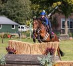 Super fijne leermeester te koop / springpony, Dieren en Toebehoren, ZZ, Gechipt, Ruin, Springpony