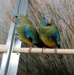 Splendid parkieten., Meerdere dieren, Parkiet
