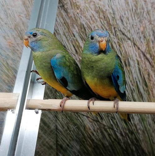 Splendid parkieten., Dieren en Toebehoren, Vogels | Parkieten en Papegaaien, Parkiet, Meerdere dieren